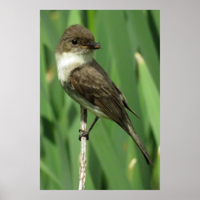 Snacking Poster (Framsidan)