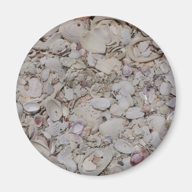 Snäckor av sanibel magnet (Framsidan)