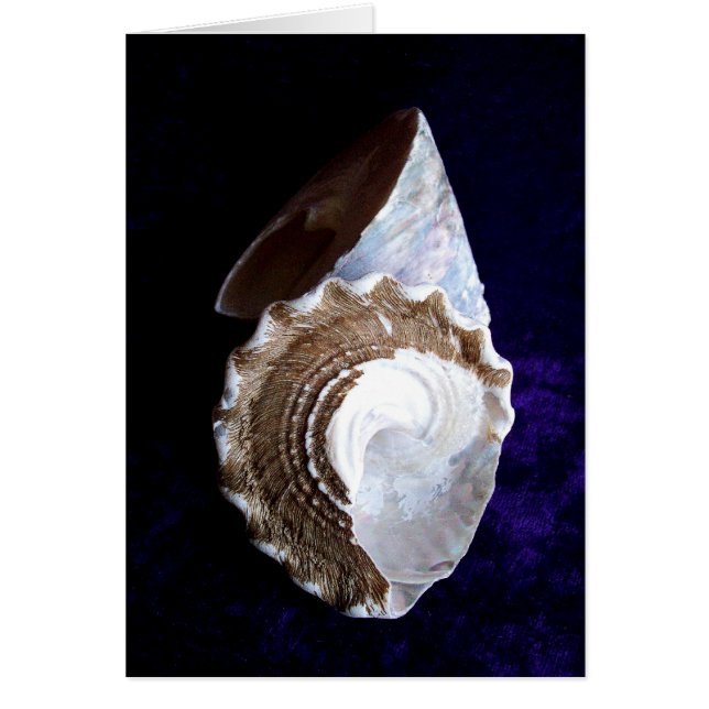 Snäckor Card Hälsningskort (Framsidan)