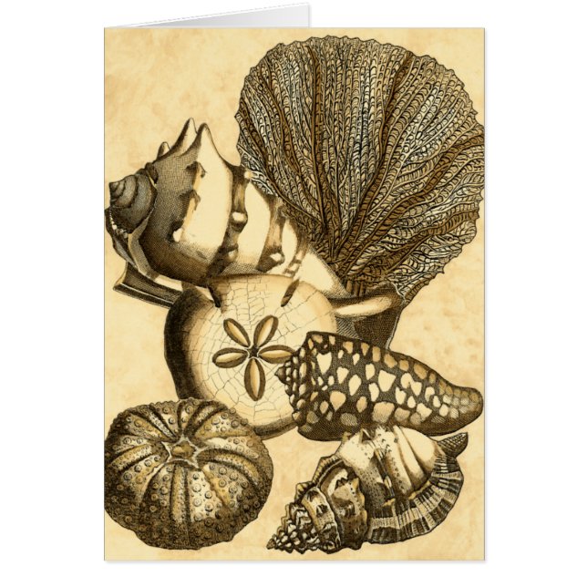 Snäckor för neutralt och korallsamling hälsningskort (Framsidan)