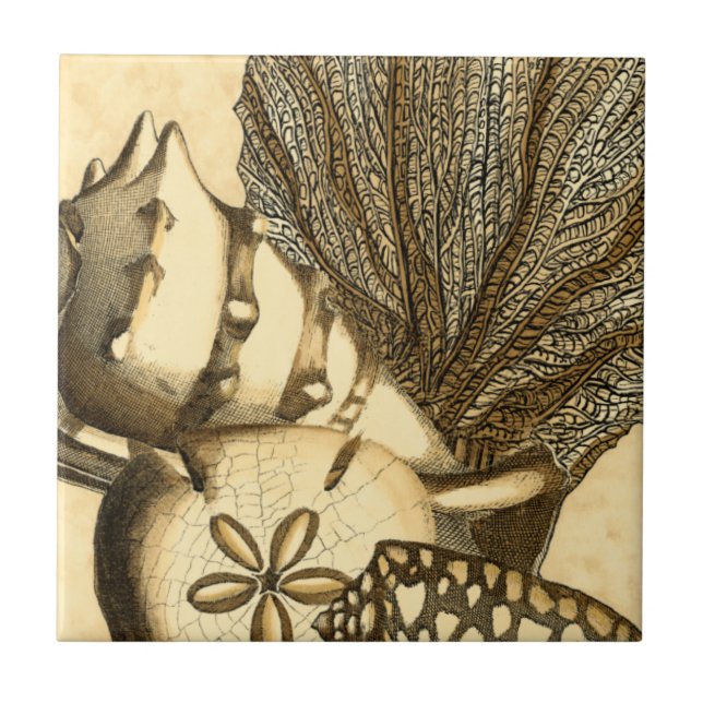 Snäckor för neutralt och korallsamling kakelplatta (Framsidan)