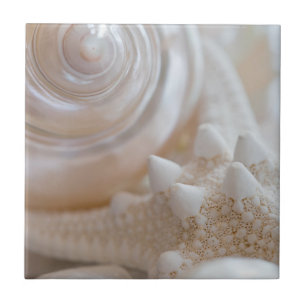 Snäckor för strand för vitsnäckskalsjöstjärna kakelplatta