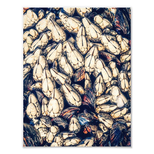 Snäckor: goseneck barnacles och musslor fototryck (Framsidan)