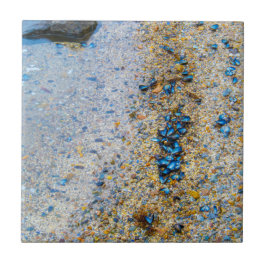 Snäckor i Maine Kakelplatta