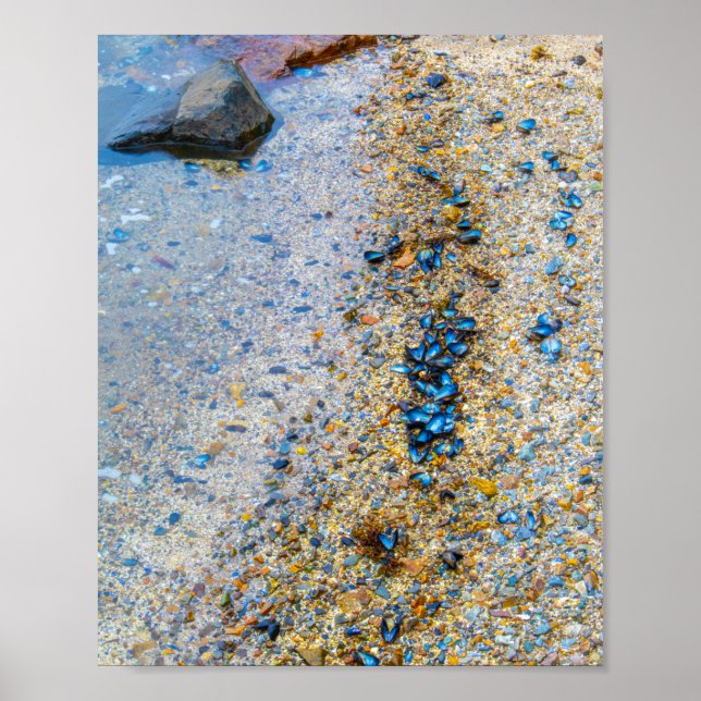 Snäckor i Maine Poster (Framsidan)