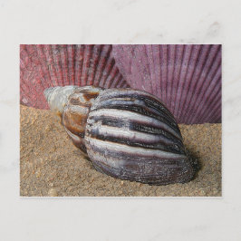 Snäckor i Sand Postcard Vykort
