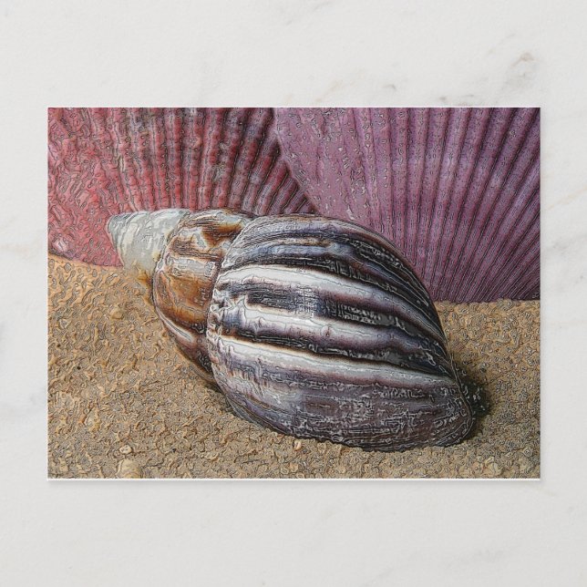 Snäckor i Sand Postcard Vykort (Framsida)