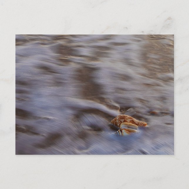 Snäckor i vykort för Surfa (Framsida)