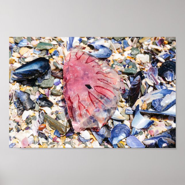 Snäckor Jellyfish Ocean Beach View Poster (Framsidan)