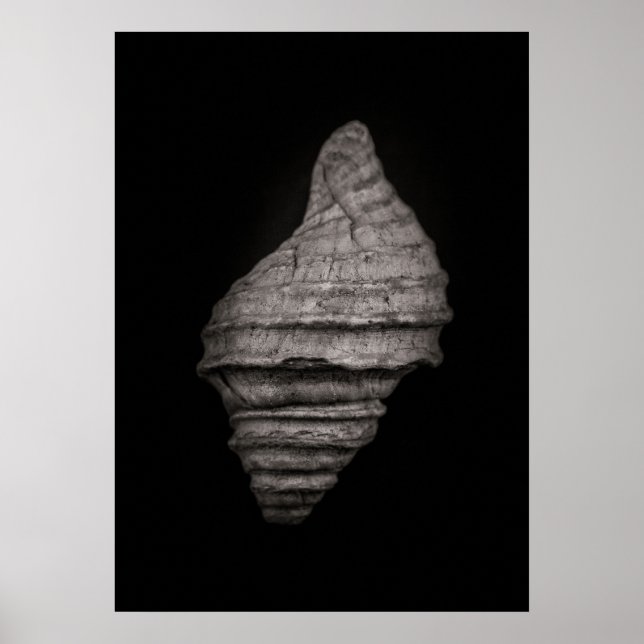 Snäckor nr 10 poster (Framsidan)