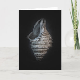 Snäckor nr 6 Färg version Kort