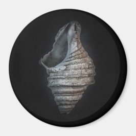 Snäckor nr 6 Färg version Magnet