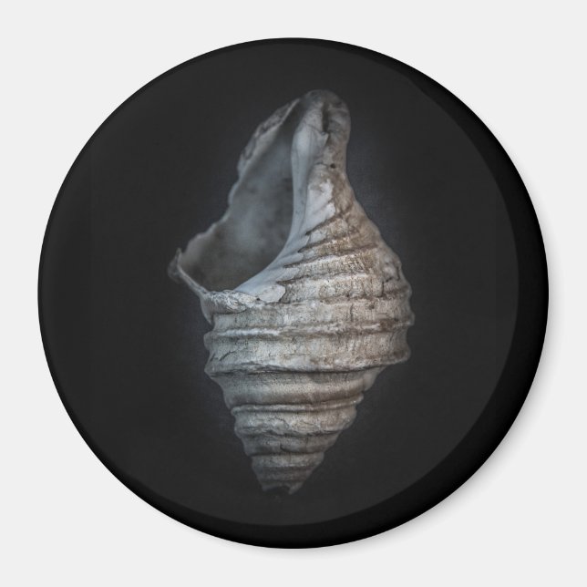 Snäckor nr 6 Färg version Magnet (Framsidan)