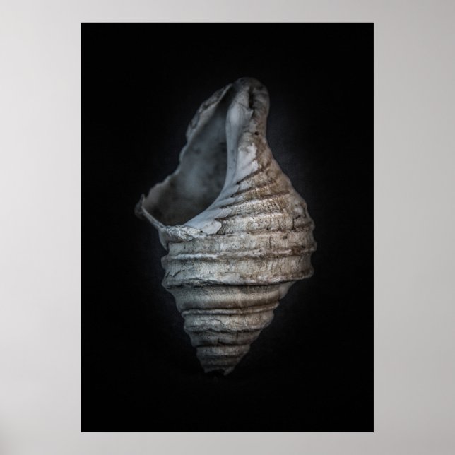 Snäckor nr 6 Färg version Poster (Framsidan)