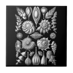 Snäckor och fossil i svartvit 1 kakelplatta