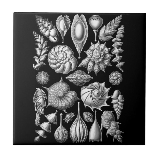 Snäckor och fossil i svartvit 1 kakelplatta (Framsidan)