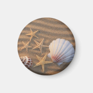 Snäckor och sjöstjärna magnet
