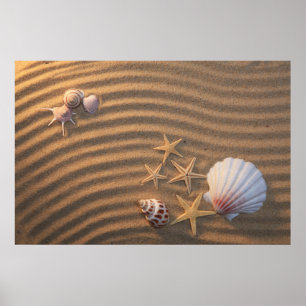 Snäckor och sjöstjärna poster