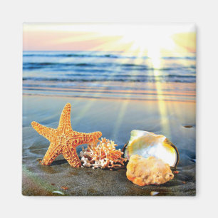 Snäckor och svält på strand magnet