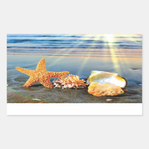 Snäckor och svält på stranden rektangulärt klistermärke