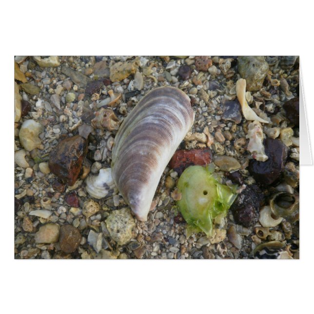 Snäckor på en Beach Hälsningskort (Framsidan Horizontal)