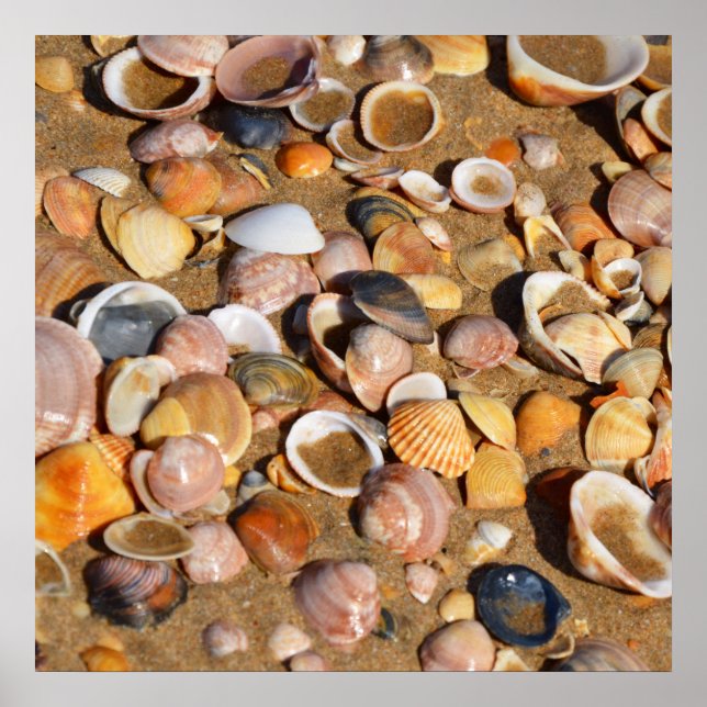 Snäckor på en sandy Beach | Andalusien, Spanien Poster (Framsidan)