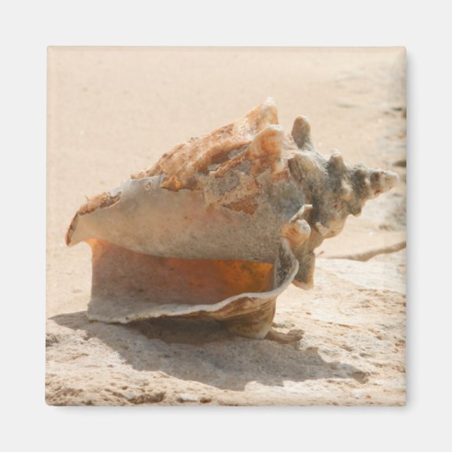 Snäckor på stranden magnet (Framsidan)