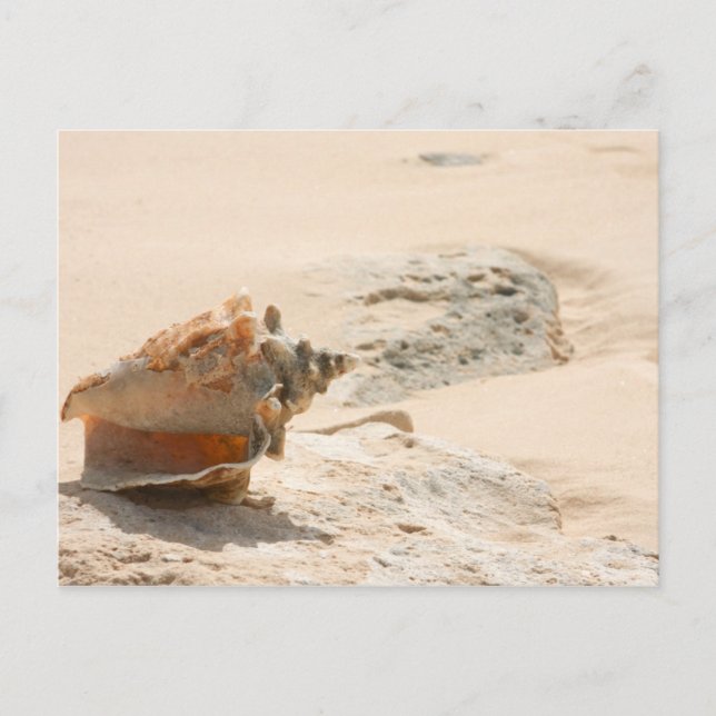 Snäckor på stranden vykort (Framsida)