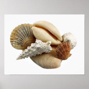 Snäckor Poster