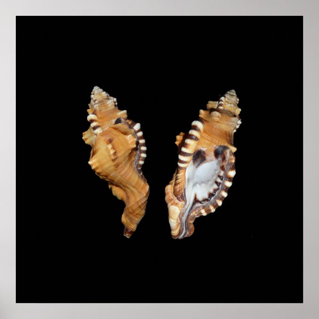 Snäckor Poster (Framsidan)