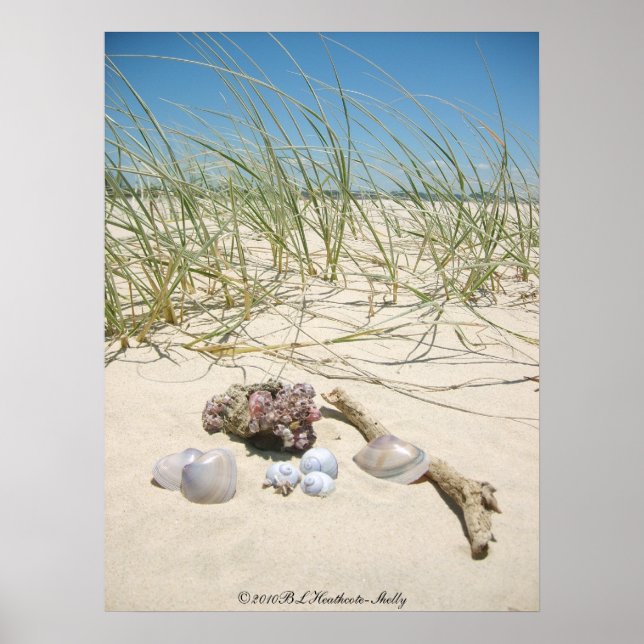 Snäckor Poster (Framsidan)