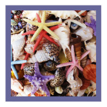 Snäckor Starfish Colorful Snäcka