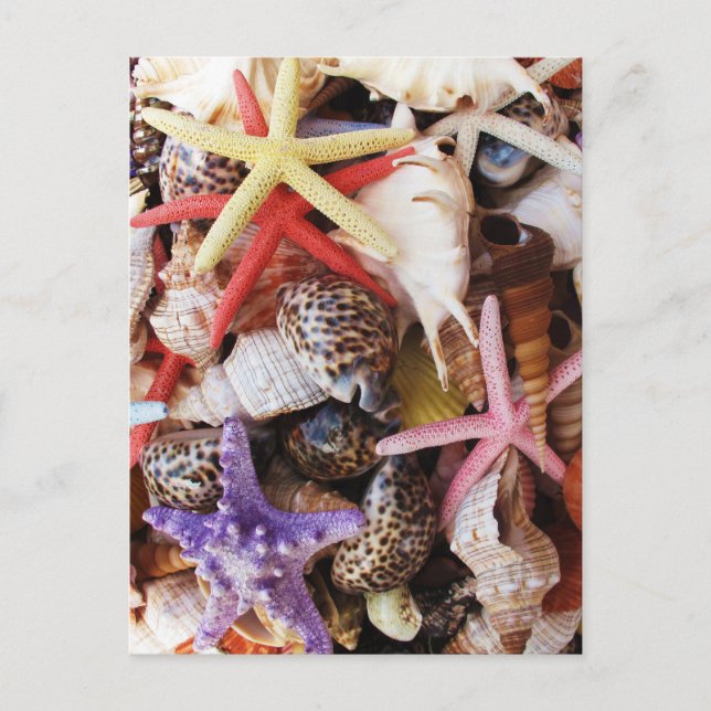 Snäckor Starfish Colorful Snäcka Vykort (Framsida)