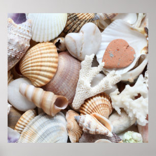 Snäckor Stones Coral Background Poster