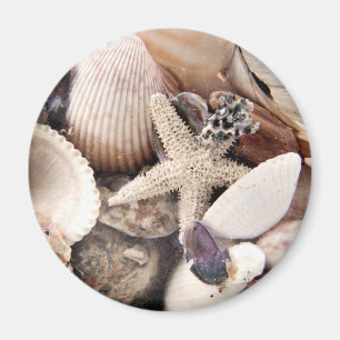 Snäckor vid kusten magnet