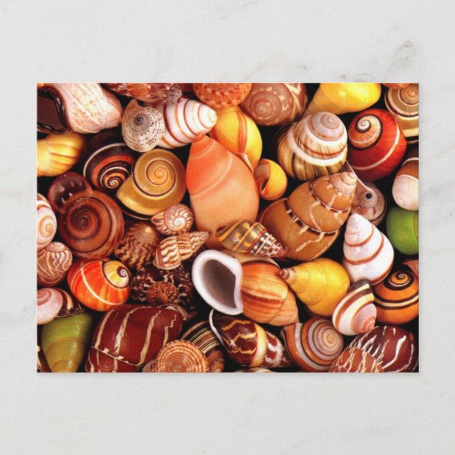 snäckor vykort (Framsida)