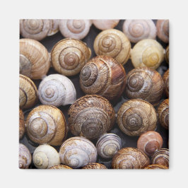 Snäckorna snigel magnet