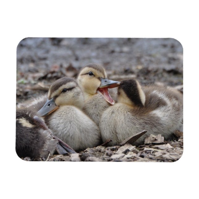Snacksaliga gräsandDucklings Magnet (Horisontell)