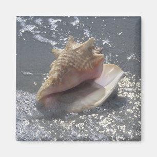 Snäckskal på ön för strand Sanibel, Florida Magnet