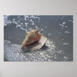 Snäckskal på ön för strand Sanibel, Florida Poster