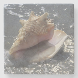 Snäckskal på ön för strand Sanibel, Florida Underlägg Sten