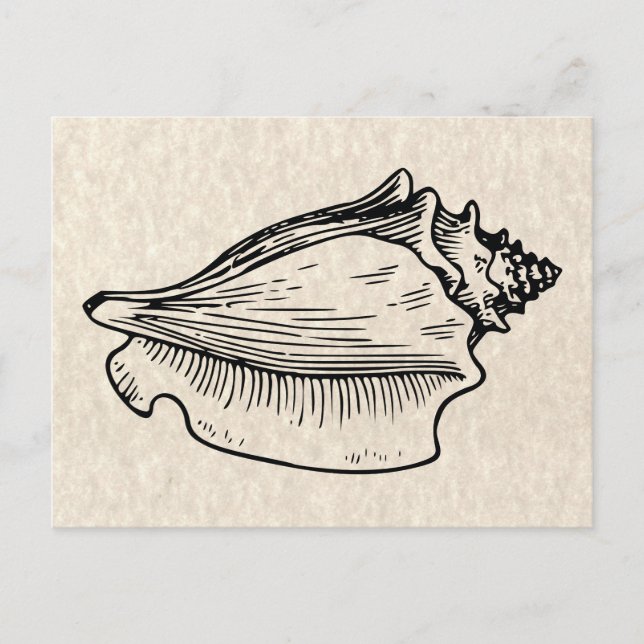 Snäckskal Vintageillustration Vykort (Framsida)