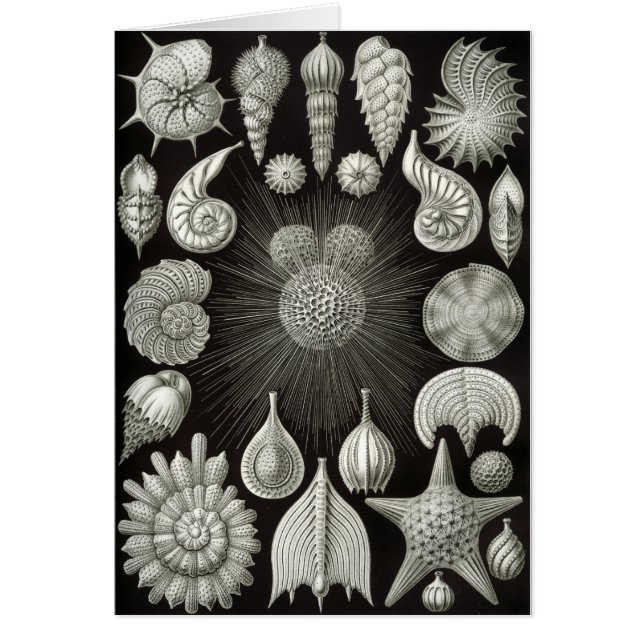 Snäckskaldesign Hälsningskort (Framsidan)