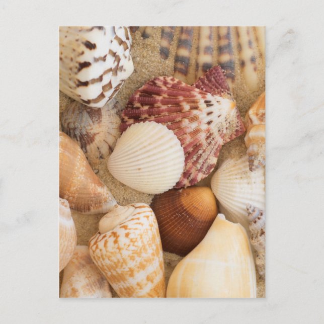 Snäckskalordning Vykort (Framsida)