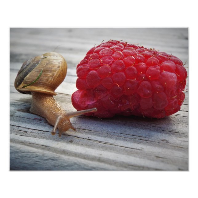 snail fototryck (Framsidan)