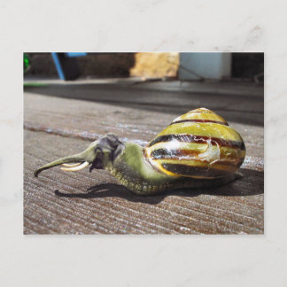 Snailephant Vykort