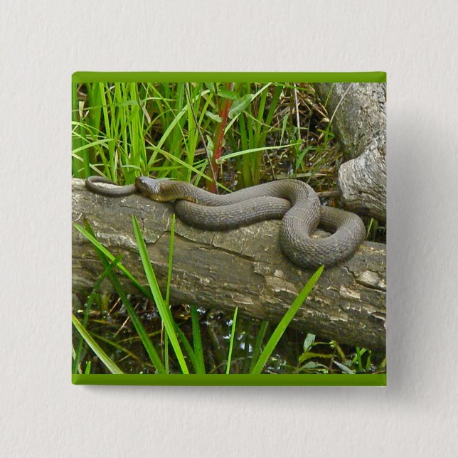Snakbock i nordlig Vatten på stockobjekt i Många Knapp (Framsida)