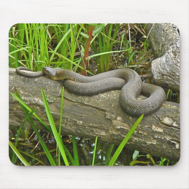 Snakbock i nordlig Vatten på stockobjekt i Många Musmatta (Framsidan)