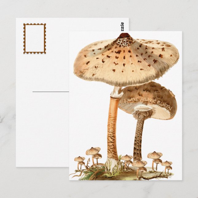 Snake Agaric Funghi Script-Vintage | Vykort (Fram/baksida)