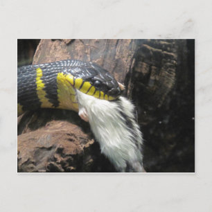 Snake and Mouse Vykort